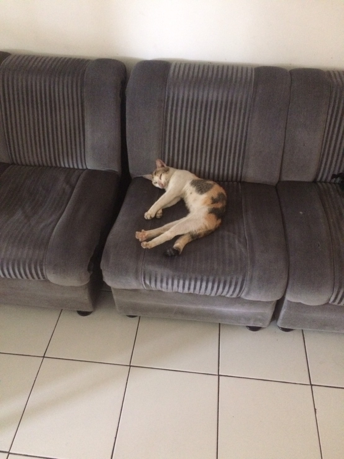 Pecinta Anjing Dan Kucing